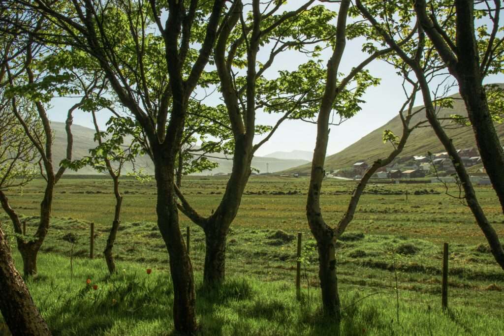 A serene countryside scene with trees framing a distant rural village and rolling hills under a clear blue sky.