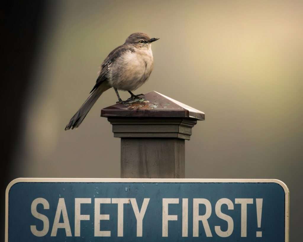 safety 1st 